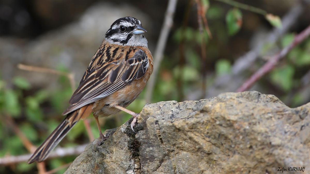 Rock Bunting