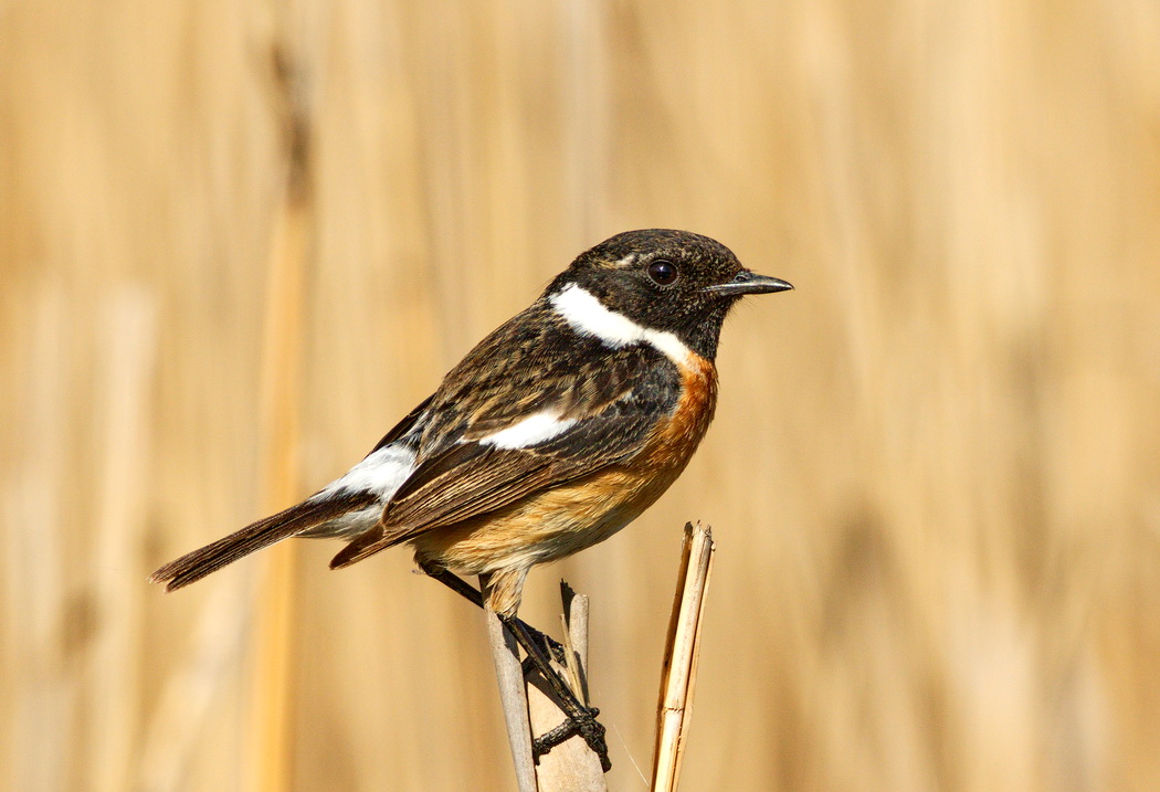 European Stonechat