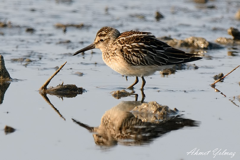 Broad-billed Sandpiper