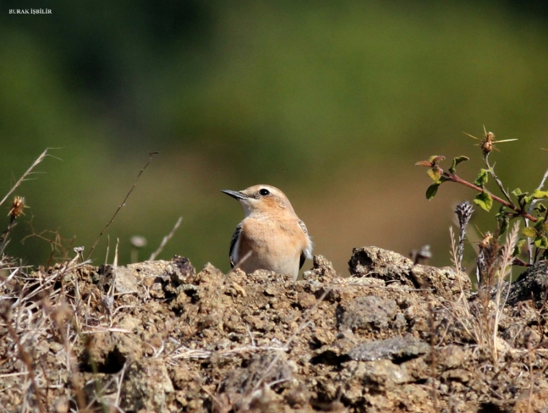Northern Wheatear