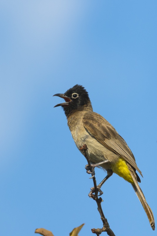 White-spectacled Bulbul