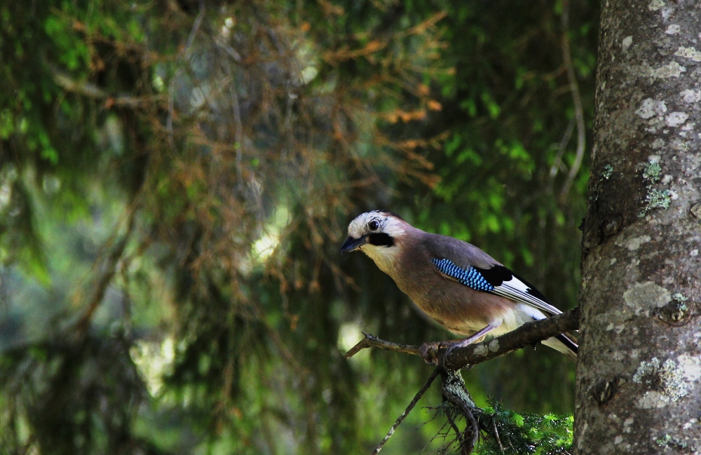 Eurasian Jay