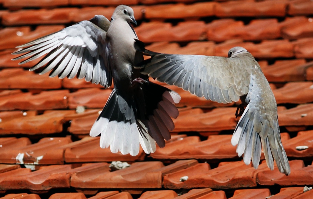 Eurasian Collared Dove