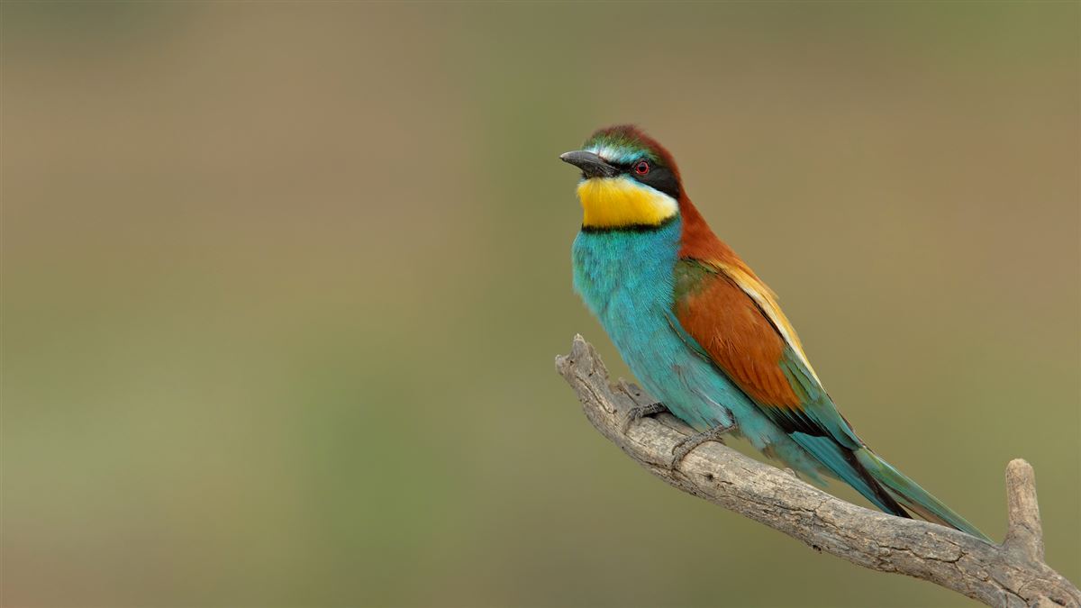 European Bee-eater
