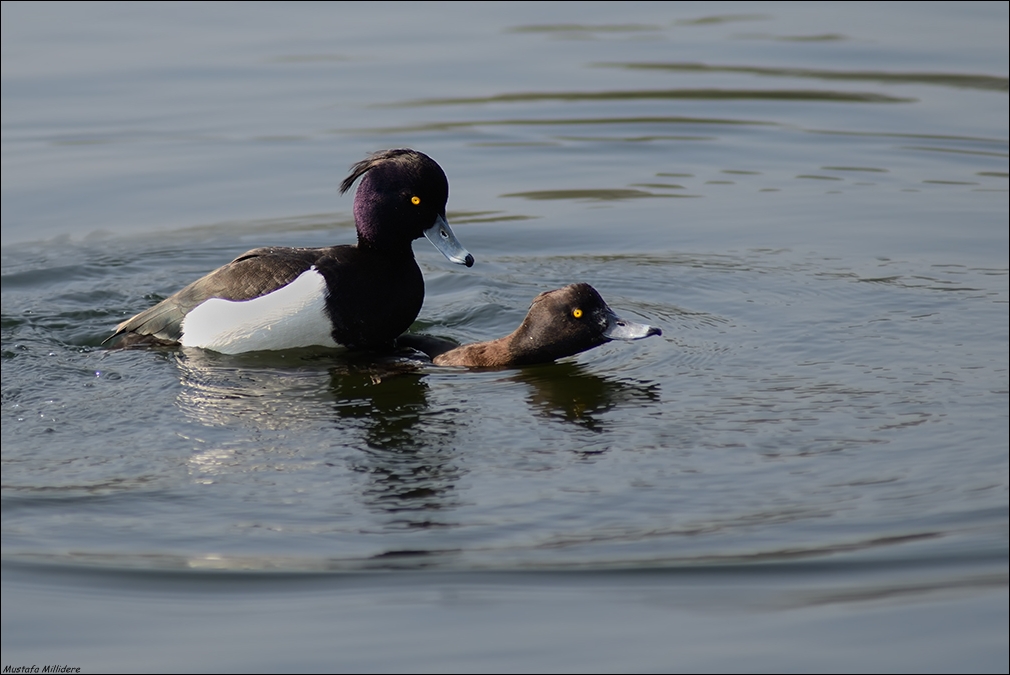 Tufted Duck