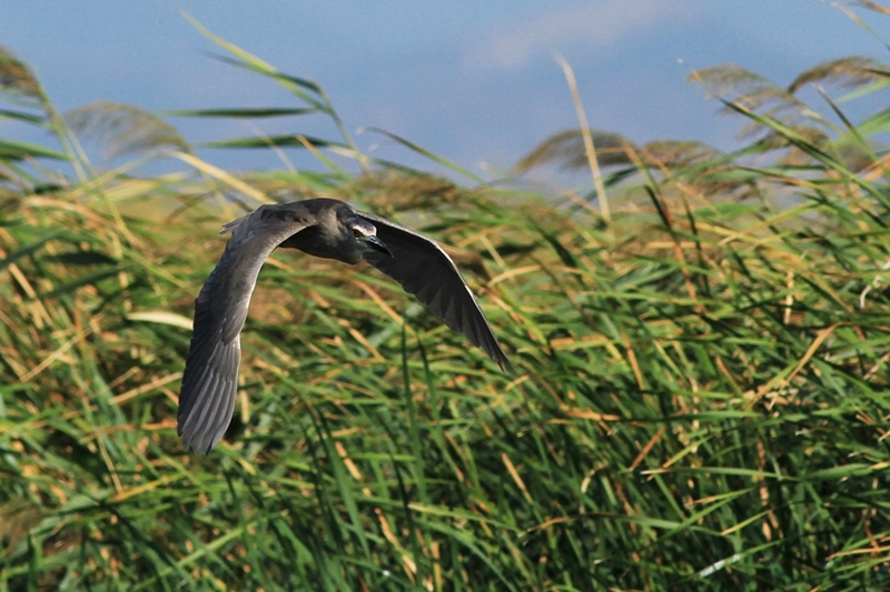 Black-crowned Night Heron