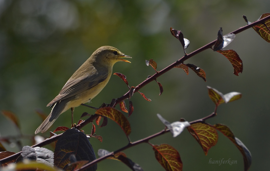 Willow Warbler