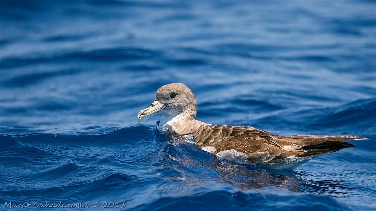 Scopoli`s Shearwater