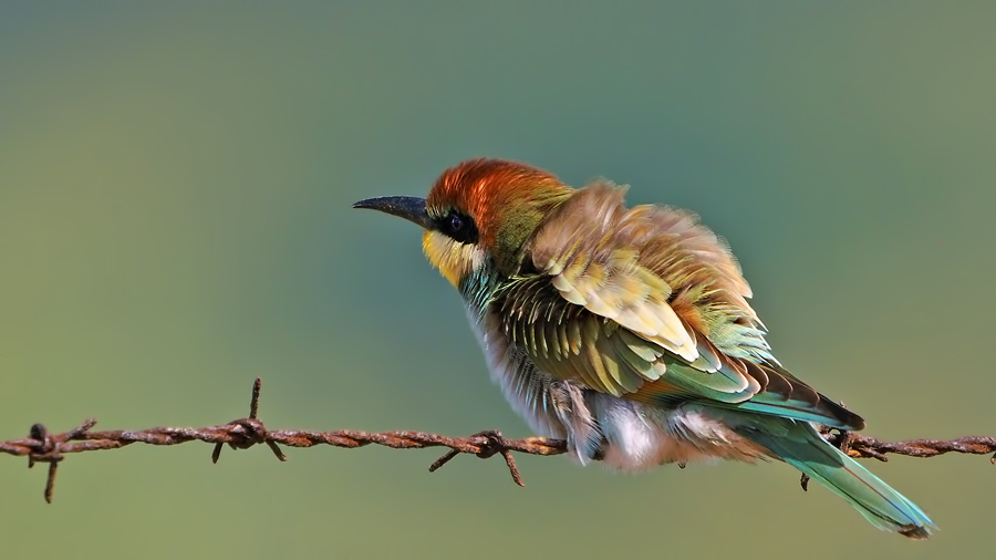 European Bee-eater