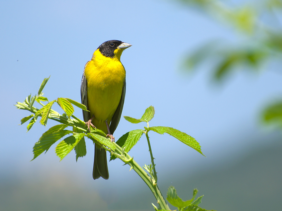 Black-headed Bunting