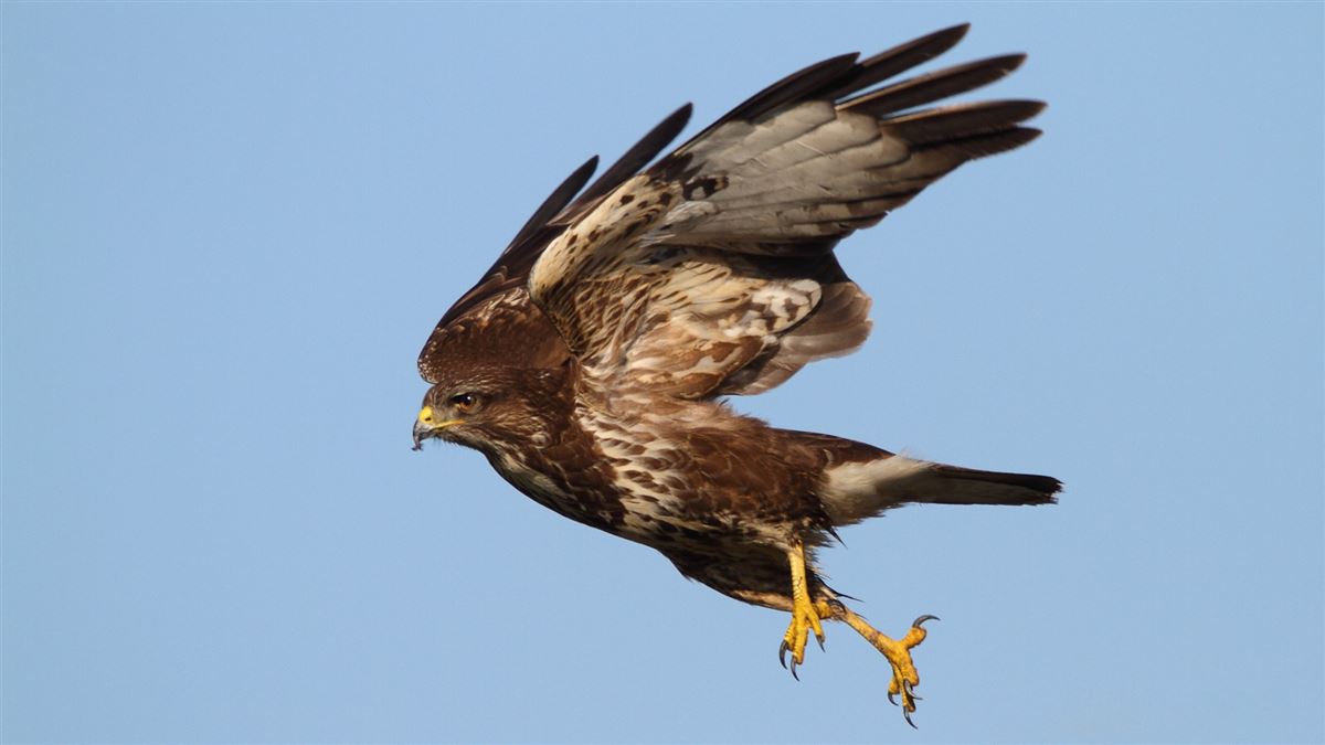 Common Buzzard