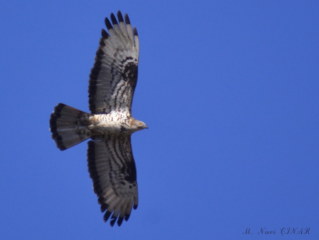European Honey Buzzard