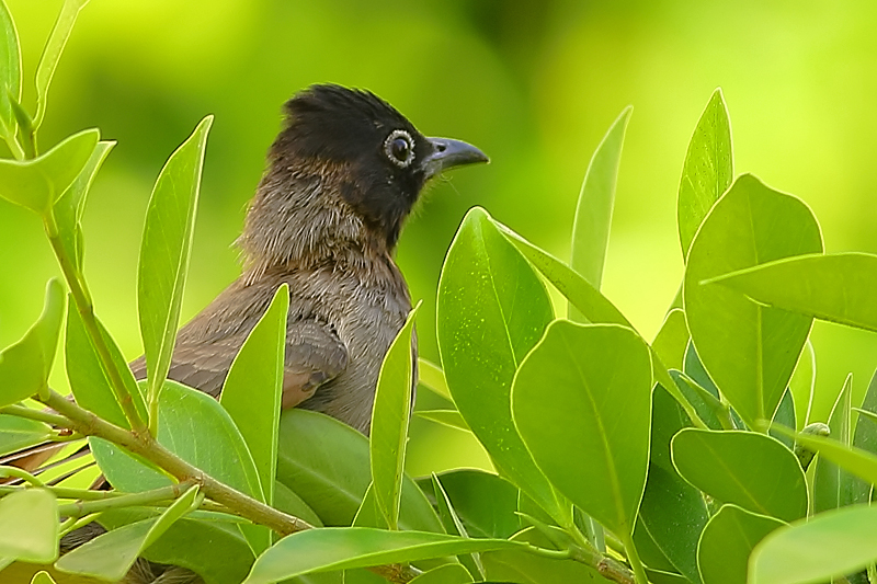 White-spectacled Bulbul