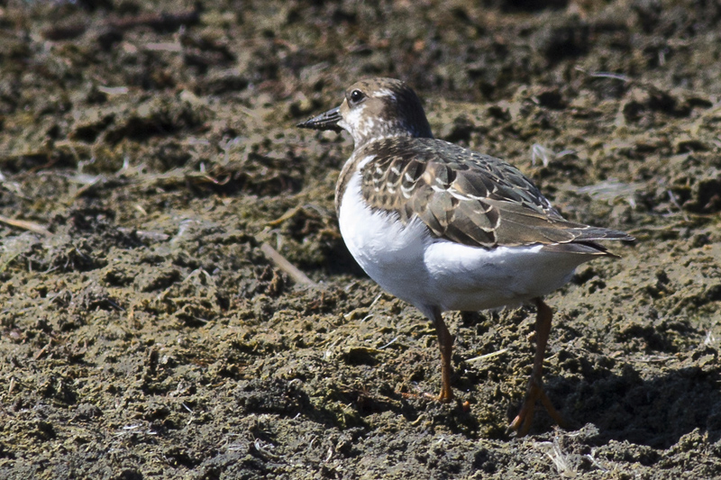 Ruddy Turnstone