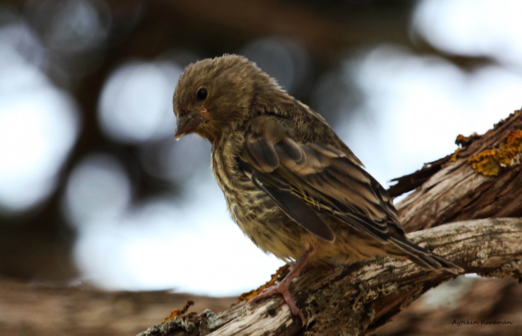 European Serin