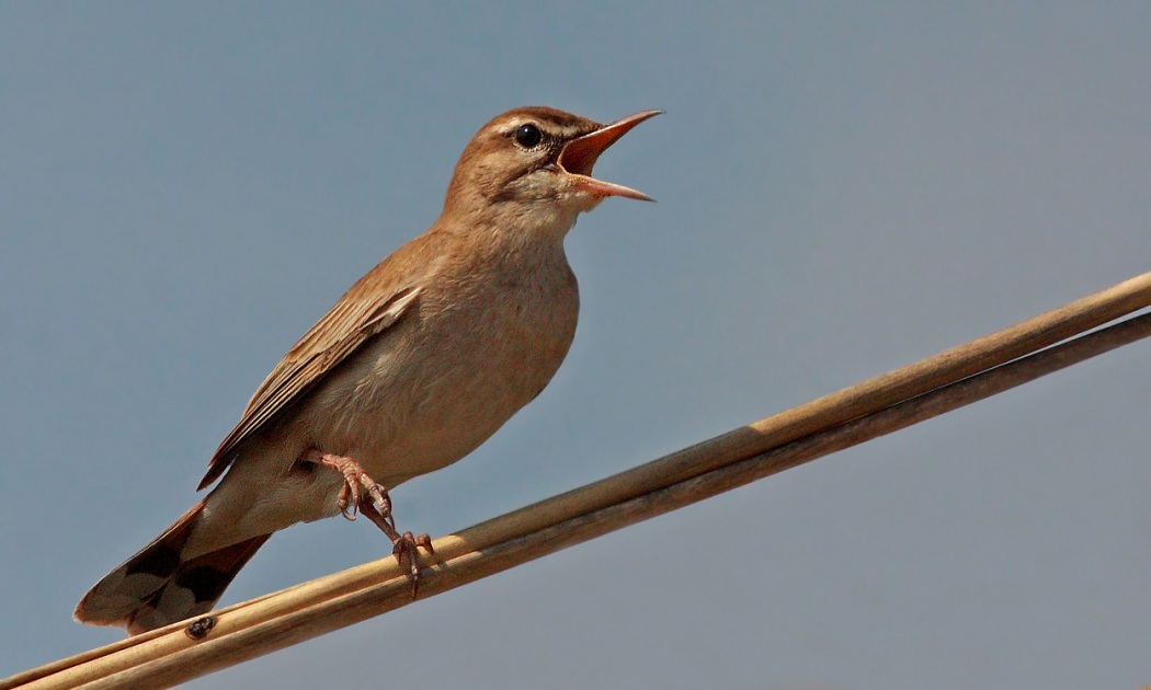 Rufous-tailed Scrub Robin