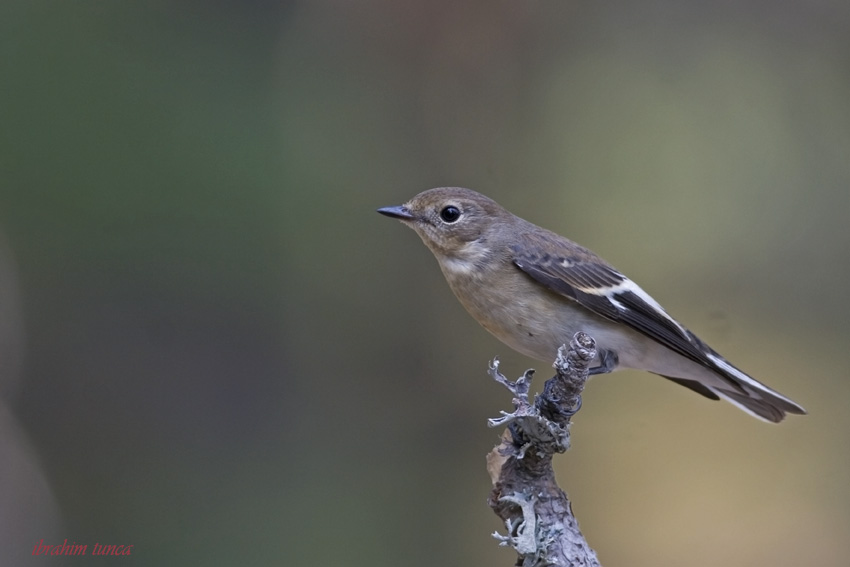Semicollared Flycatcher