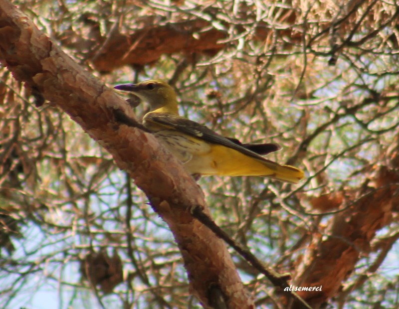Eurasian Golden Oriole