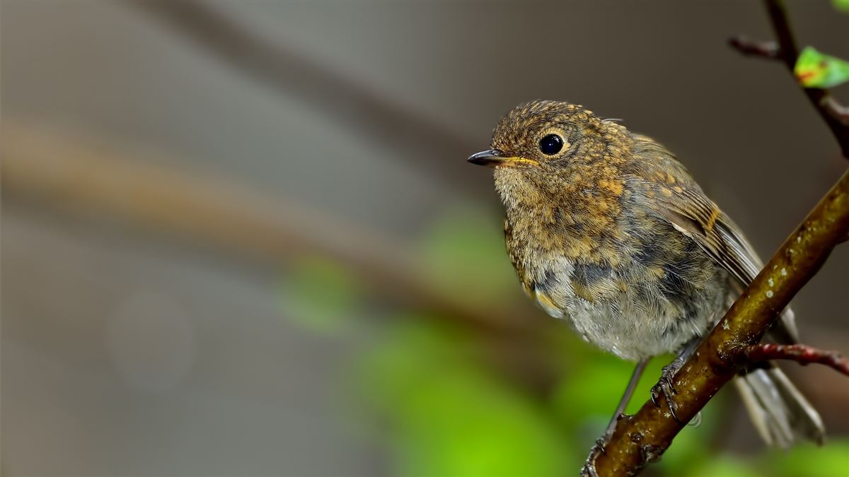 European Robin