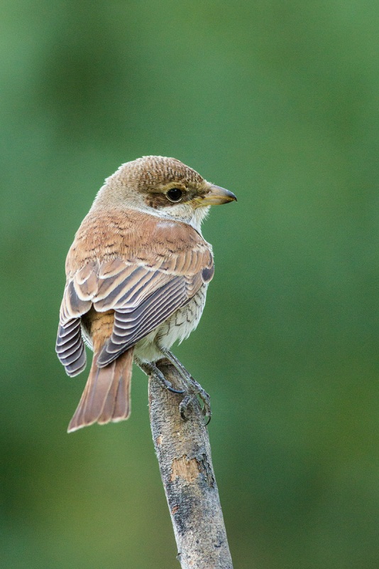 Red-backed Shrike