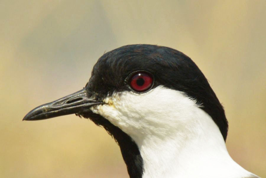 Spur-winged Lapwing