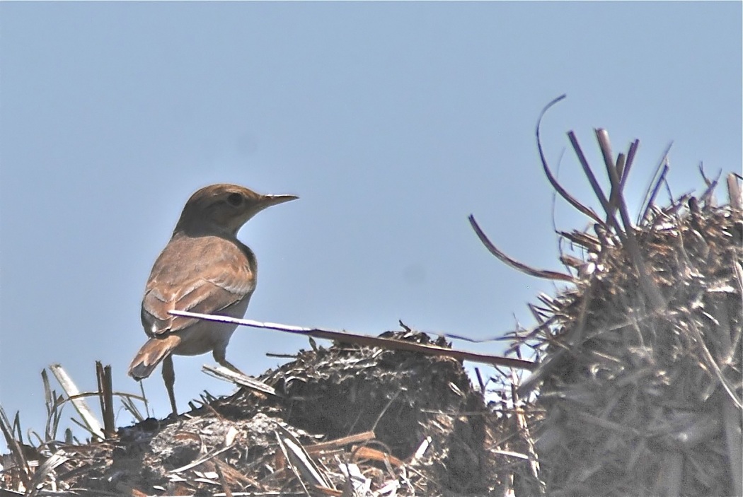 Tawny Pipit
