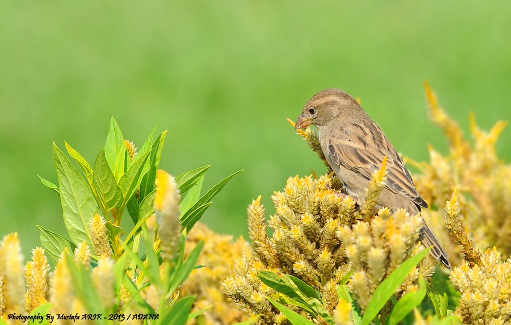 House Sparrow