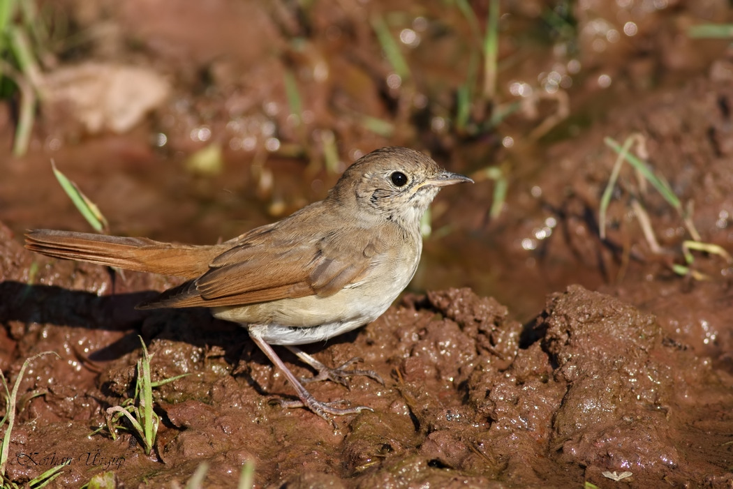 Common Nightingale