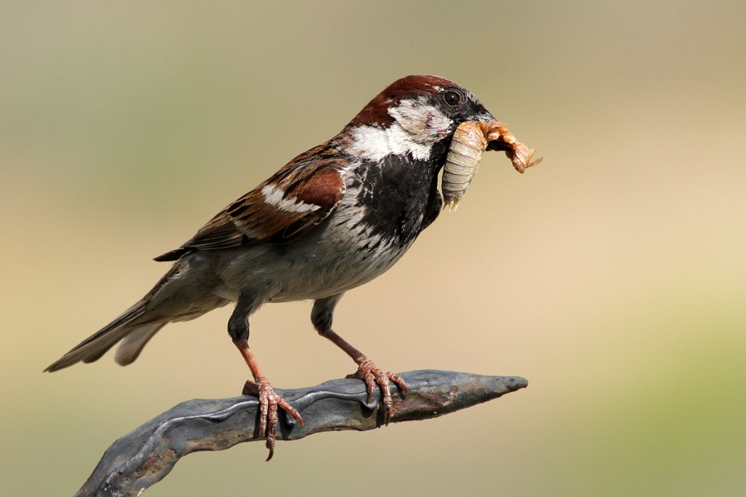 House Sparrow