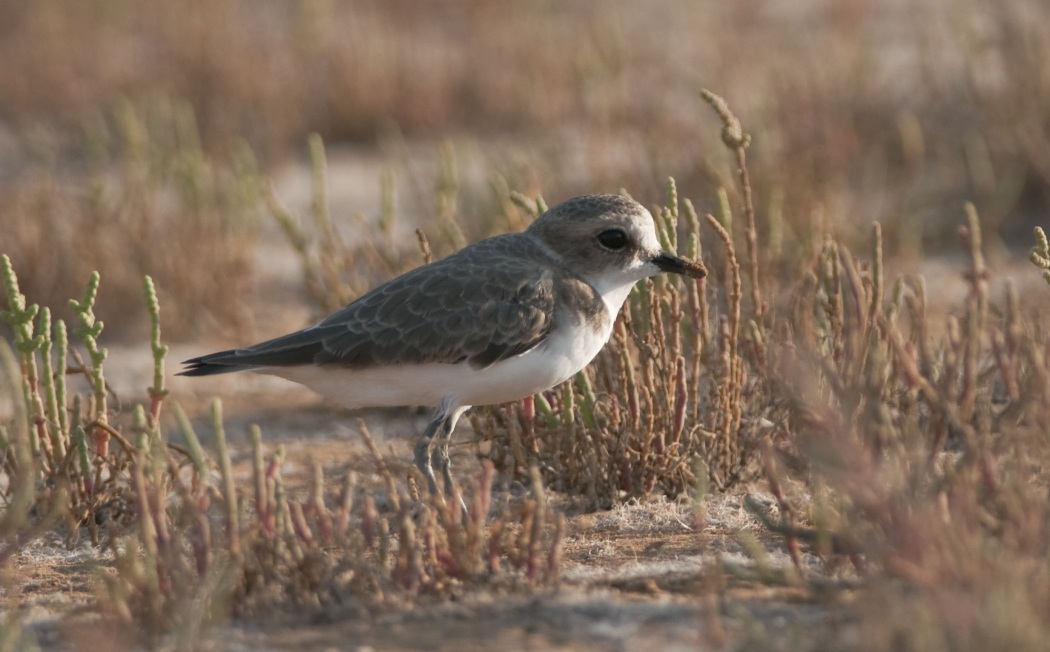 Kentish Plover