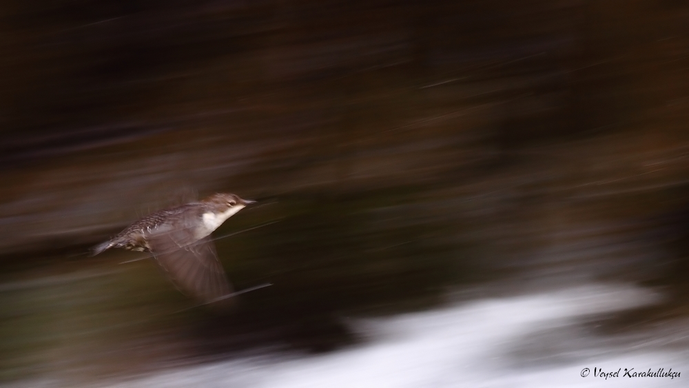 White-throated Dipper