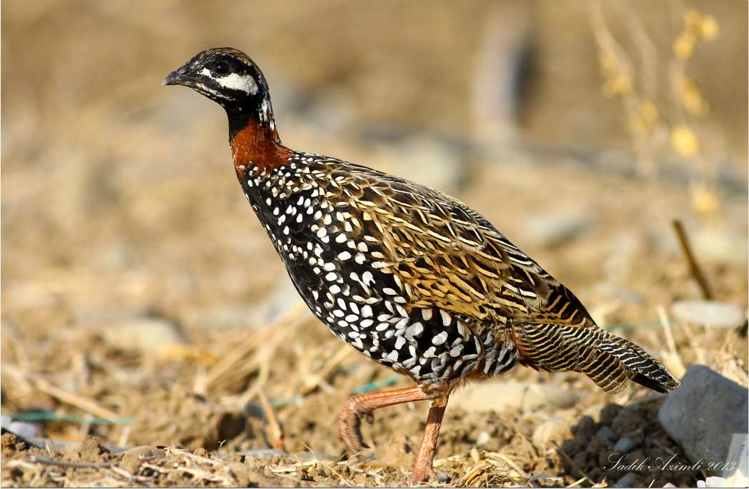 Black Francolin