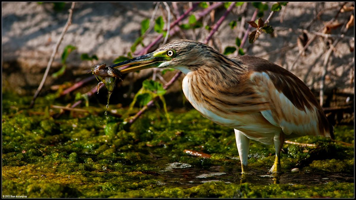 Squacco Heron