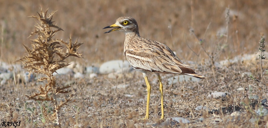 Eurasian Stone-curlew