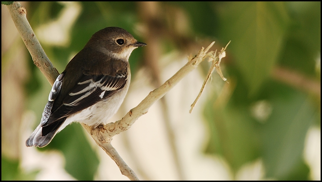 Semicollared Flycatcher