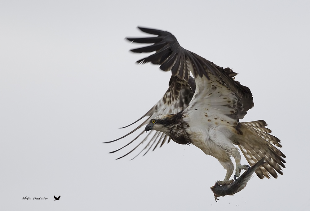 Osprey