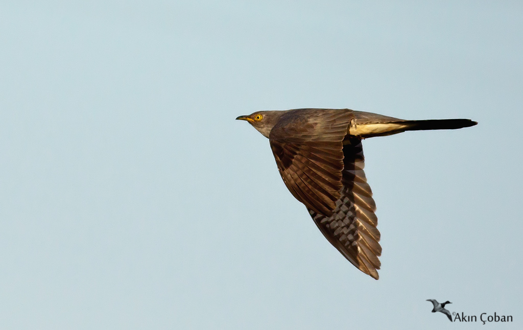Common Cuckoo