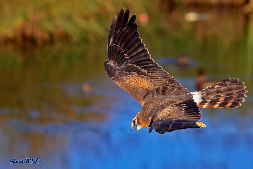 Montagu`s Harrier