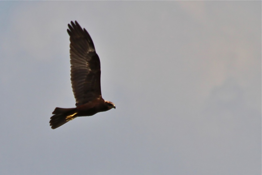 Western Marsh Harrier