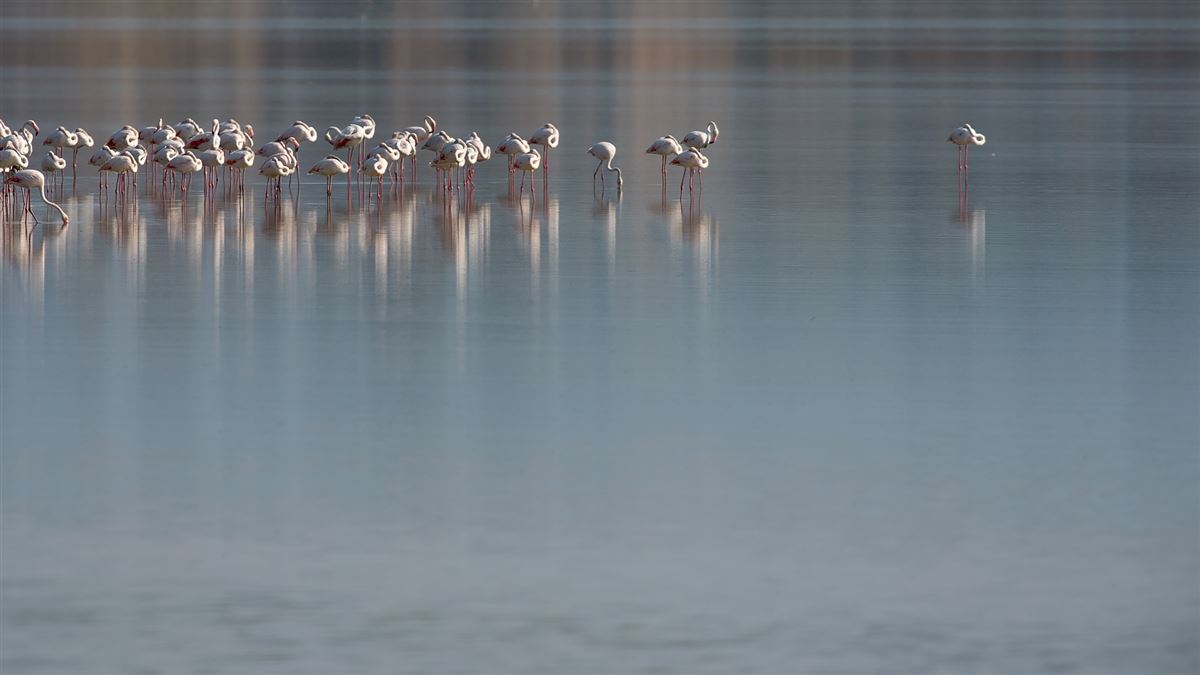Greater Flamingo