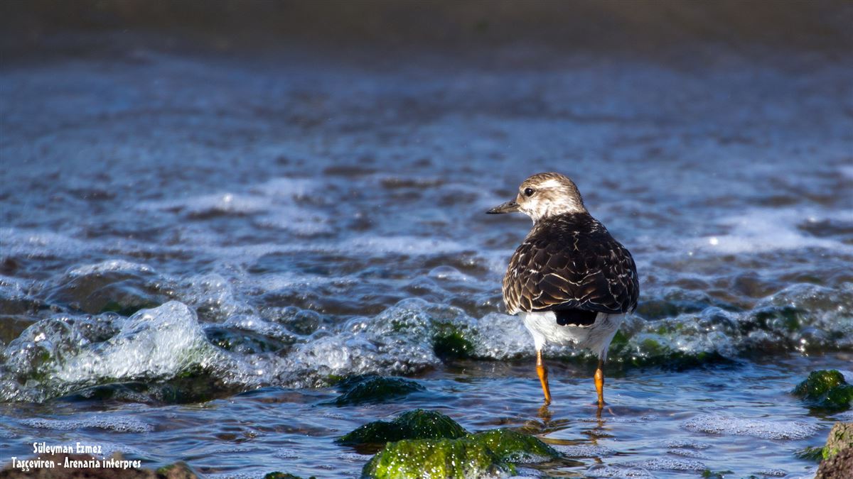 Ruddy Turnstone