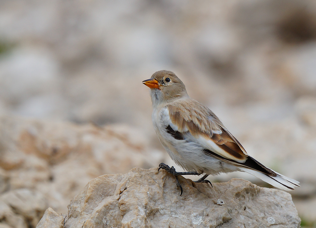 White-winged Snowfinch