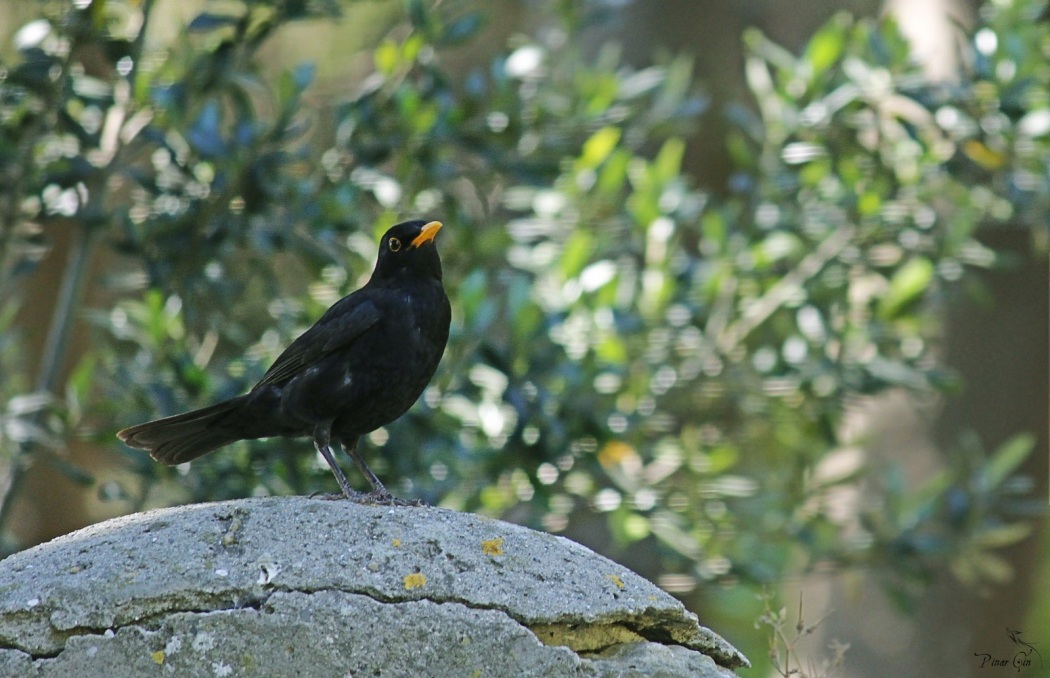 Common Blackbird