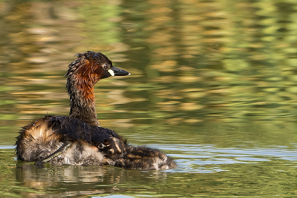 Little Grebe