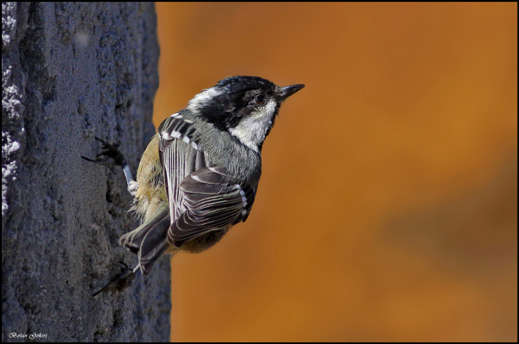 Coal Tit