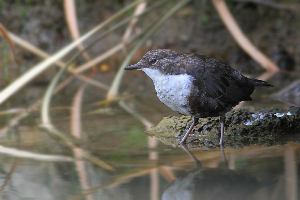 White-throated Dipper