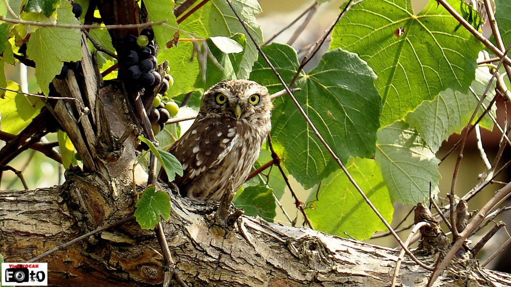 Little Owl