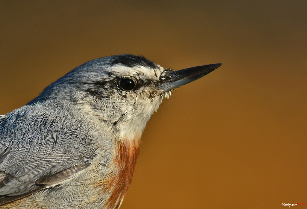 Krüper`s Nuthatch