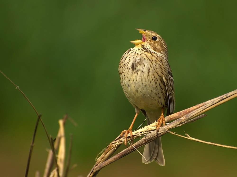 Corn Bunting