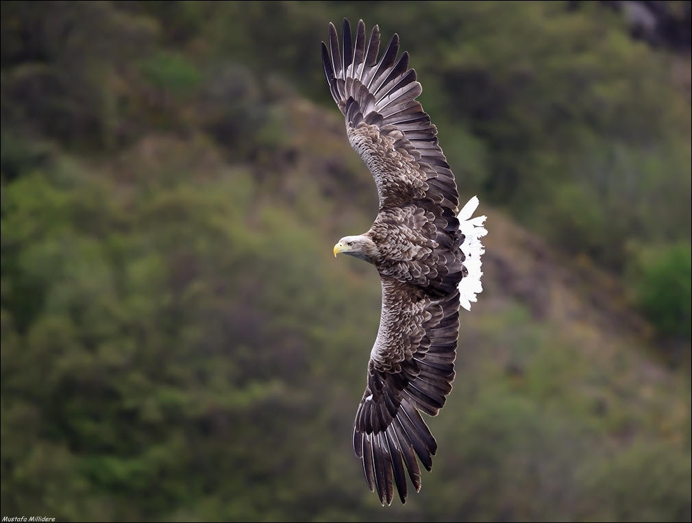 White-tailed Eagle